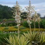 Yucca filamentosa ‘Color Guard’ -  planta perena vesnic verde la ghiveci P9 (Livrarea dupa 10 Septembrie) - imagine 2