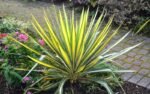 Yucca filamentosa ‘Color Guard’ -  planta perena vesnic verde la ghiveci P9 (Livrarea dupa 10 Septembrie)