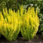 Berberis thunbergii ‘Torch d’Or’- Dracila - la ghiveci P9, H 10-15 cm - imagine 2