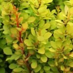 Berberis thunbergii ‘Torch d’Or’- Dracila - la ghiveci P9, H 10-15 cm