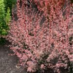 Berberis thunbergii ‘Harlequin’- Dracila - la ghiveci P9, H 10-15 cm - imagine 2