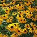 Echinacea Paradoxa - la ghiveci P9 - imagine 2