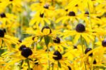 Echinacea Paradoxa - la ghiveci P9