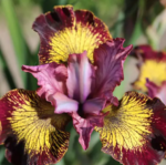 Iris Siberian ‘Fiddles on Fire’ - pachet 5 rizomi (Livrarea dupa 15 Octombrie)