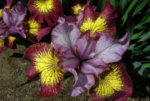 Iris Siberian ‘Fiddles on Fire’ - pachet 5 rizomi (Livrarea dupa 15 Octombrie) - imagine 3