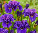 Iris Siberian Kabluey - pachet 5 rizomi (Livrarea dupa 15 Octombrie) - imagine 2