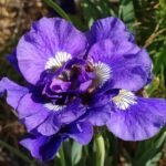 Iris Siberian Kabluey - pachet 5 rizomi (Livrarea dupa 15 Octombrie)