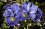 Iris Siberian ‘Magnetism’ - pachet 5 rizomi (Livrarea dupa 15 Octombrie) - imagine 2