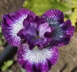 Iris Siberian ‘Something Shocking’ - pachet 5 rizomi (Livrarea dupa 15 Octombrie)