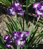 Iris Siberian ‘Something Shocking’ - pachet 5 rizomi (Livrarea dupa 15 Octombrie) - imagine 2