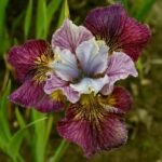 Stanjenel - Iris Siberian Painted Woman - pachet 5 rizomi (Livrarea dupa 15 Octombrie) - imagine 2