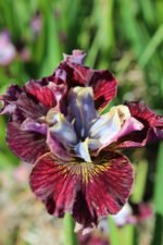Stanjenel - Iris Siberian Painted Woman - pachet 5 rizomi (Livrarea dupa 15 Octombrie)