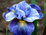 Iris Siberian ‘Magnetism’ - pachet 5 rizomi (Livrarea dupa 15 Octombrie)