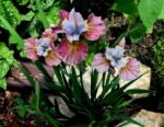 Stanjenel - Iris Siberian Painted Woman - pachet 5 rizomi (Livrarea dupa 15 Octombrie) - imagine 3