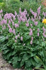 Persicaria bistorta - Lana de Munte la ghiveci P9