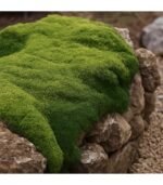Scleranthus uniflorus ‘Peppin’- acoperitor de sol pentru rocarie vesnic verde - la ghiveci P13, H 5 cm - imagine 2