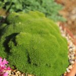 Scleranthus uniflorus ‘Peppin’- acoperitor de sol pentru rocarie vesnic verde - la ghiveci P13, H 5 cm