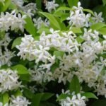 Trachelospermum jasminoides  - Iasomie Stelată cu frunzis permanent la ghiveci P10, H 20-25 cm (Livrarea dupa10 Septembrie)