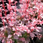 Berberis thunbergii ‘Harlequin’- Dracila - la ghiveci P9, H 10-15 cm
