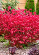 Euonymus alatus compactus - Euonymus aripat sau Tufa arzătoare la ghiveci P17- H 30-35 cm - imagine 3
