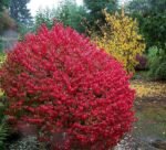 Euonymus alatus compactus - Euonymus aripat sau Tufa arzătoare la ghiveci P17- H 30-35 cm - imagine 2