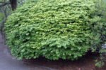 Euonymus alatus compactus - Euonymus aripat sau Tufa arzătoare la ghiveci P17- H 30-35 cm - imagine 4