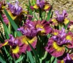 Iris Siberian ‘Fiddles on Fire’ - pachet 5 rizomi (Livrarea dupa 15 Octombrie) - imagine 2