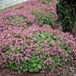 Muscata perena de gradina - Geranium × cantabrigiense ‘Cambridge la ghiveci P9 - imagine 3