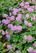 Muscata perena de gradina - Geranium × cantabrigiense ‘Cambridge la ghiveci P9 - imagine 2