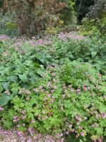 Muscata perena de gradina - Geranium macrorrhizum ‘Ingwersen’s Variety’ la ghiveci P10 - H 5-10 cm - imagine 2