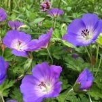 Muscata perena de gradina - Geranium Rozanne la ghiveci P10 - H 5-10 cm