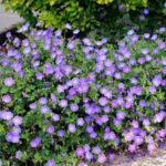 Muscata perena de gradina - Geranium Rozanne la ghiveci P10 - H 5-10 cm - imagine 2