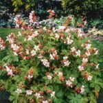 Muscata perena de gradina - Geranium macrorrhizum ‘Spessart’la ghiveci P10 - H 5-10 cm - imagine 2