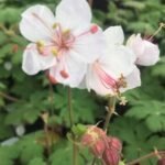 Muscata perena de gradina - Geranium macrorrhizum ‘Spessart’la ghiveci P10 - H 5-10 cm