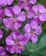 Muscata perena de gradina - Geranium × cantabrigiense ‘Cambridge la ghiveci P9