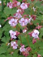 Muscata perena de gradina - Geranium macrorrhizum ‘Ingwersen’s Variety’ la ghiveci P10 - H 5-10 cm