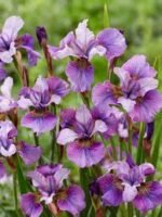 Iris Siberian ‘Light of Heart’ - pachet 5 rizomi (Livrarea dupa 15 Octombrie) - imagine 2