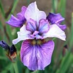 Iris Siberian ‘Light of Heart’ - pachet 5 rizomi (Livrarea dupa 15 Octombrie)