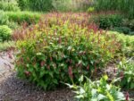 Persicaria amplexicaulis - Lana de Munte inalta la ghiveci P9