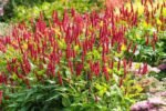 Persicaria amplexicaulis - Lana de Munte inalta la ghiveci P9 - imagine 3