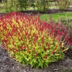 Persicaria amplexicaulis - Lana de Munte inalta la ghiveci P9 - imagine 2