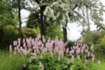 Persicaria bistorta - Lana de Munte la ghiveci P9 - imagine 2