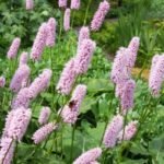 Persicaria bistorta - Lana de Munte la ghiveci P9 - imagine 3