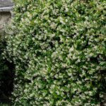 Trachelospermum jasminoides  - Iasomie Stelată cu frunzis permanent la ghiveci P10, H 20-25 cm (Livrarea dupa10 Septembrie) - imagine 2