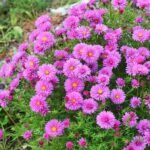 Aster dumosus 'Anneke' - Aster pitic la ghiveci P9
