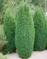 Chamaecyparis lawsoniana ‘Ellwoodii’ - Chiparos , vesnic verde la ghiveci P9, H 25-30 cm