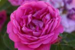 Trandafir de dulceata Chios Rose la ghiveci C2