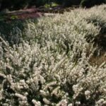 Erica x darleyensis White Perfection (Erica de Iarna) vesnic verde la ghiveci P10.5 - imagine 2