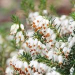 Erica x darleyensis White Perfection (Erica de Iarna) vesnic verde la ghiveci P10.5