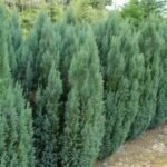 Chamaecyparis lawsoniana ‘Ellwoodii’ - Chiparos , vesnic verde la ghiveci P9, H 25-30 cm - imagine 2